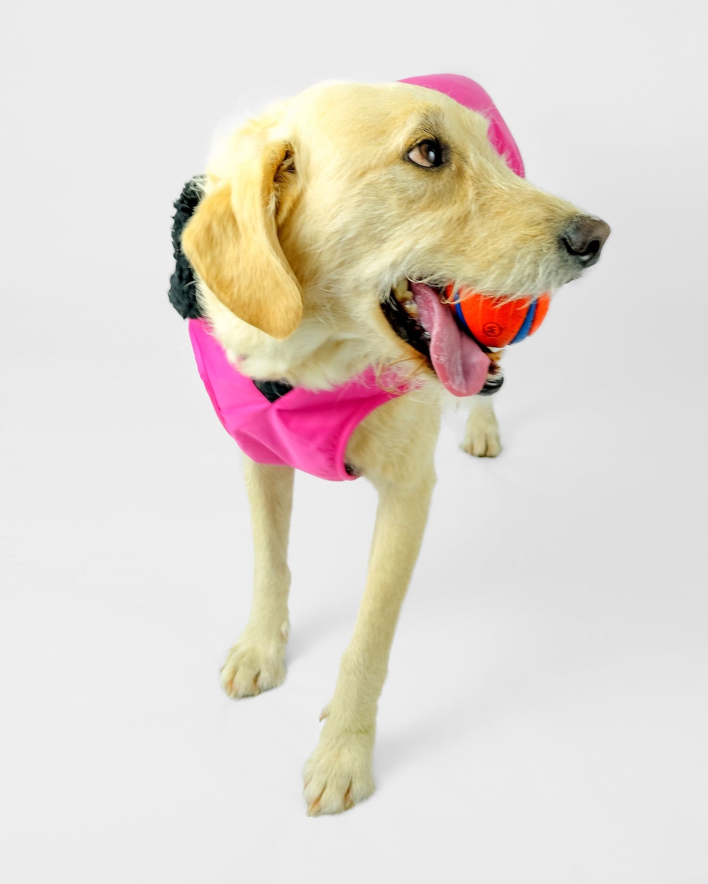Dryrobe Dog - Pink/Black