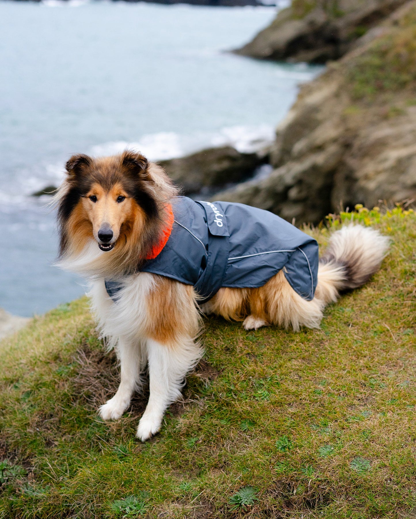 Dryrobe Dog - Dark Grey/Orange