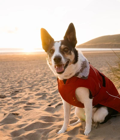 Dryrobe Dog - Burnt Orange
