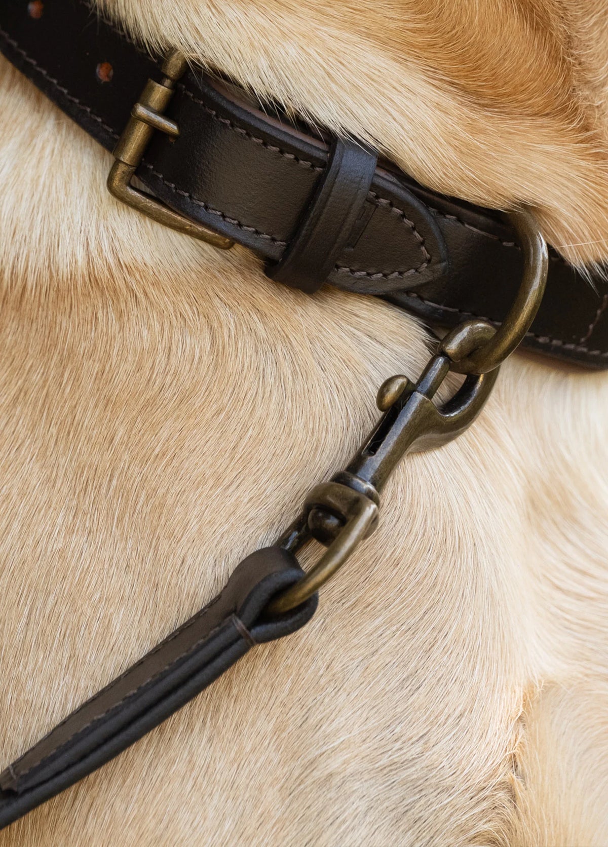 Dubarry Ranger Leather Clipped 4' Dog Lead - Mahogany