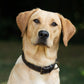 Dubarry Axel Padded Leather Dog Collar - Mahogany