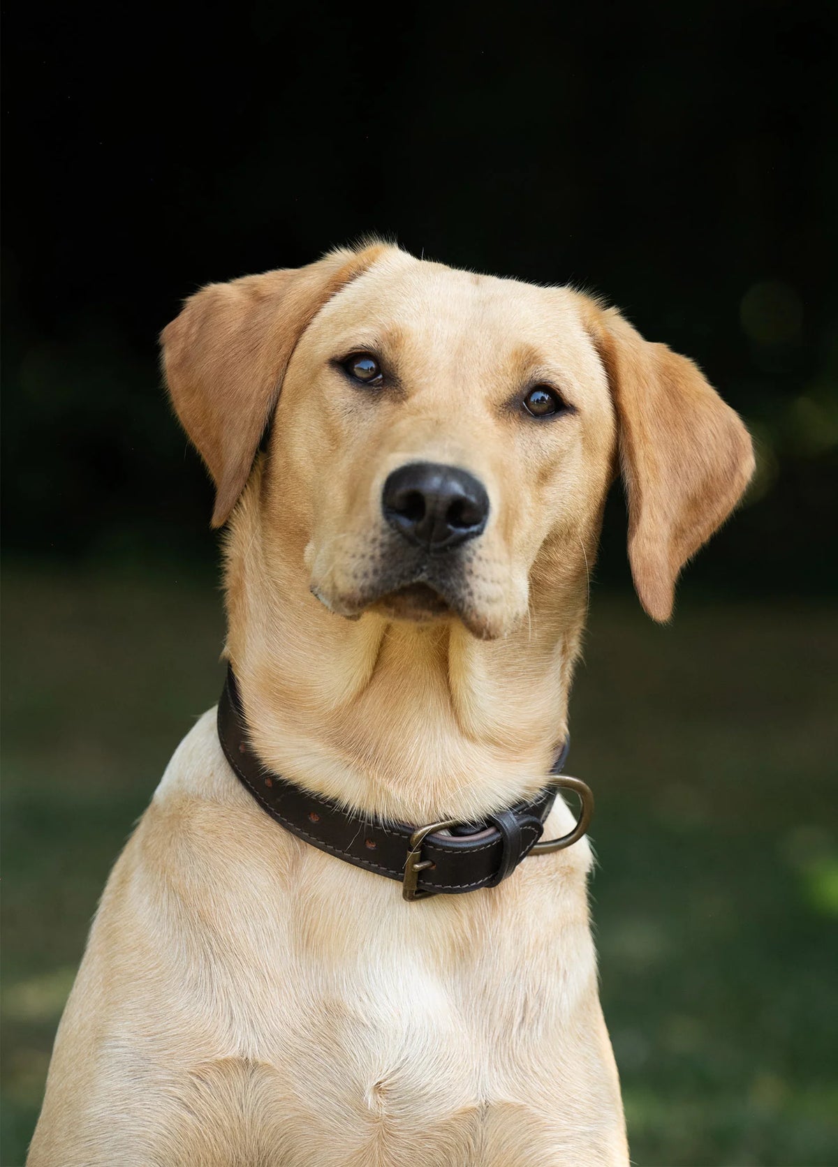 Dubarry Axel Padded Leather Dog Collar - Mahogany
