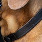 Dubarry Axel Padded Leather Dog Collar - Mahogany