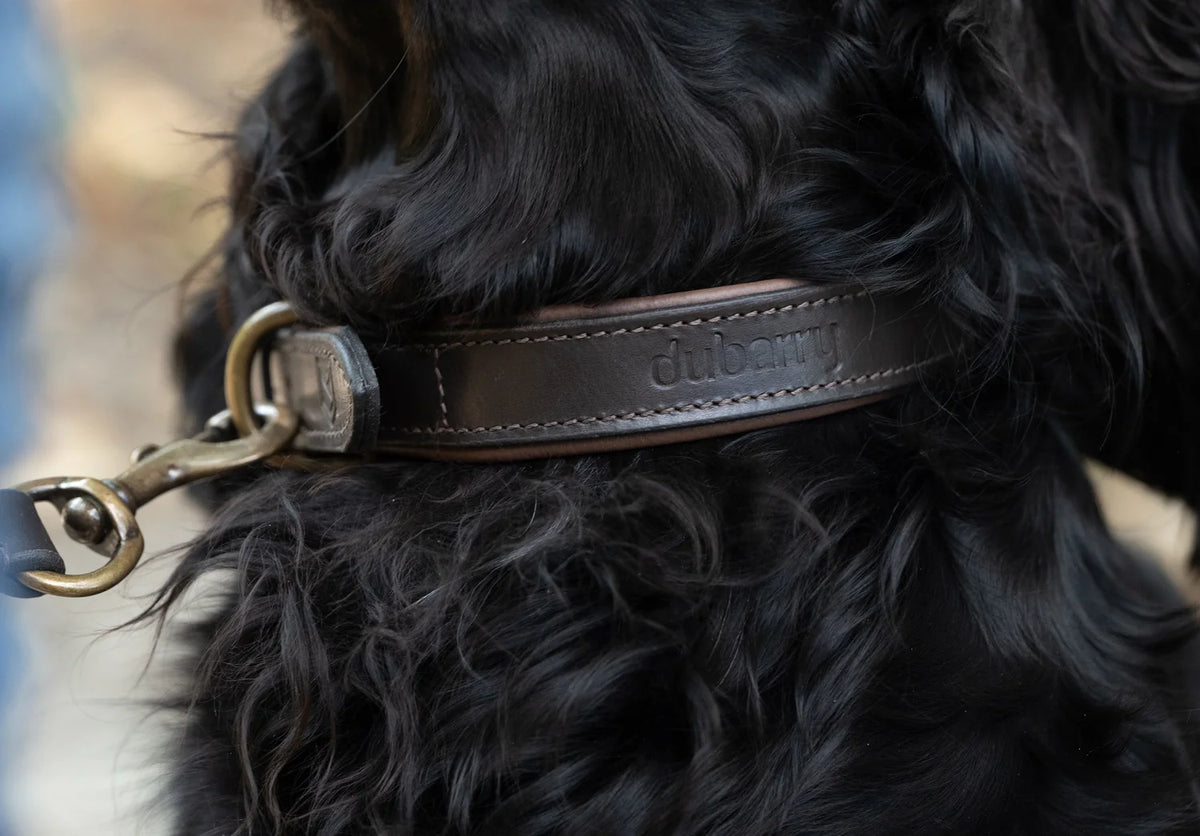 Dubarry Axel Padded Leather Dog Collar - Mahogany